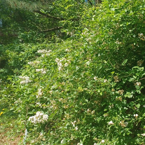 botanica sketch / may 5 2024