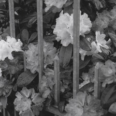 memories of foggy rooms