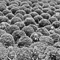 Restive Plaggona - Unknown [Unreleased]