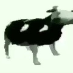 Polish Cow (slowed+reverb)
