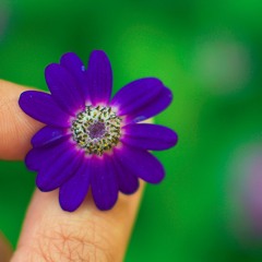 وشحات من البوح