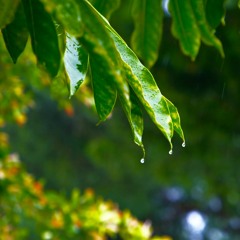 Raindrops Sounds For Sleeping Or Studying 🌧️  White Noise (75 Minutes)
