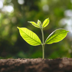 It Takes Time to Grow