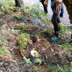 Djävla massa/ ur serien SKRÄPKÖREN