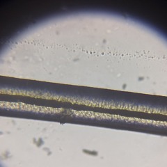 Microscopy