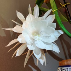 Transcendence (2020 Remaster)