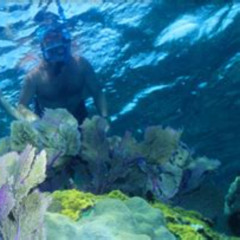 Best John Pennekamp Coral Reef State Park Snorkeling Prices Reviews