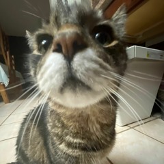 Vintagé - Stargazing