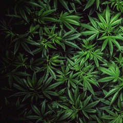 TIC DECK - (Mackøm X Raiguetss)