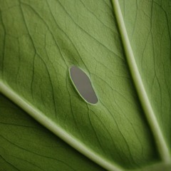 summer anthems vol. 1