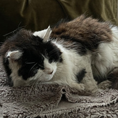 hugo15