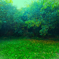 What's Happening?! (The Byrds cover)