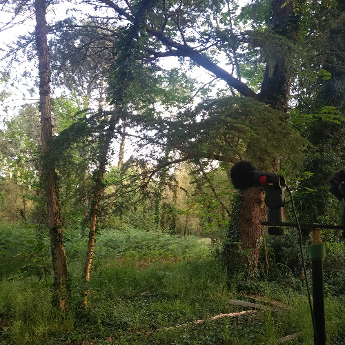 Ambiance sonore dans un hectare forestier en sursis,  le bois de Toulet, Labenne (40) un 2 mai 2025