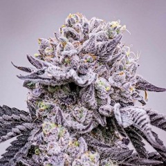 Sono Ezekias - SONOBEATS 691CREW