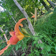 MOPP - 2004 PROD GRAHH!