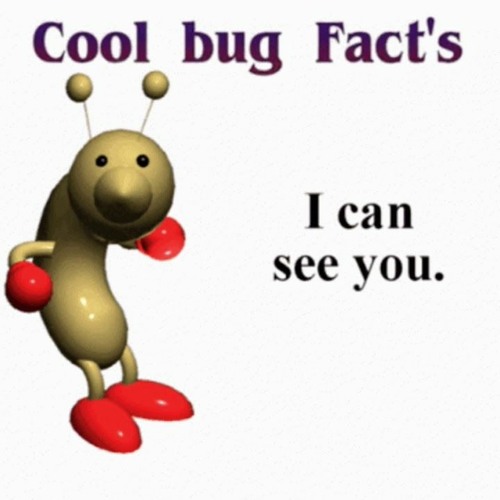Cool Bug Fact's!