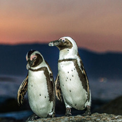 Penguins
