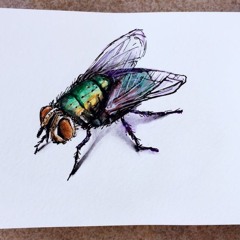 Fly on the Wall