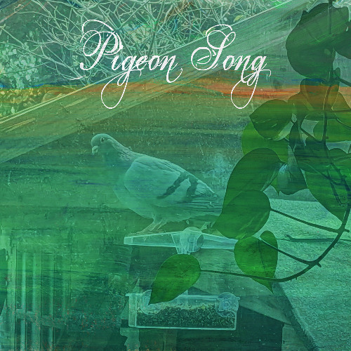 Pigeon Song (Radio Edit)