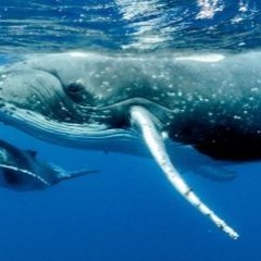 For the Whales (Unmixed)