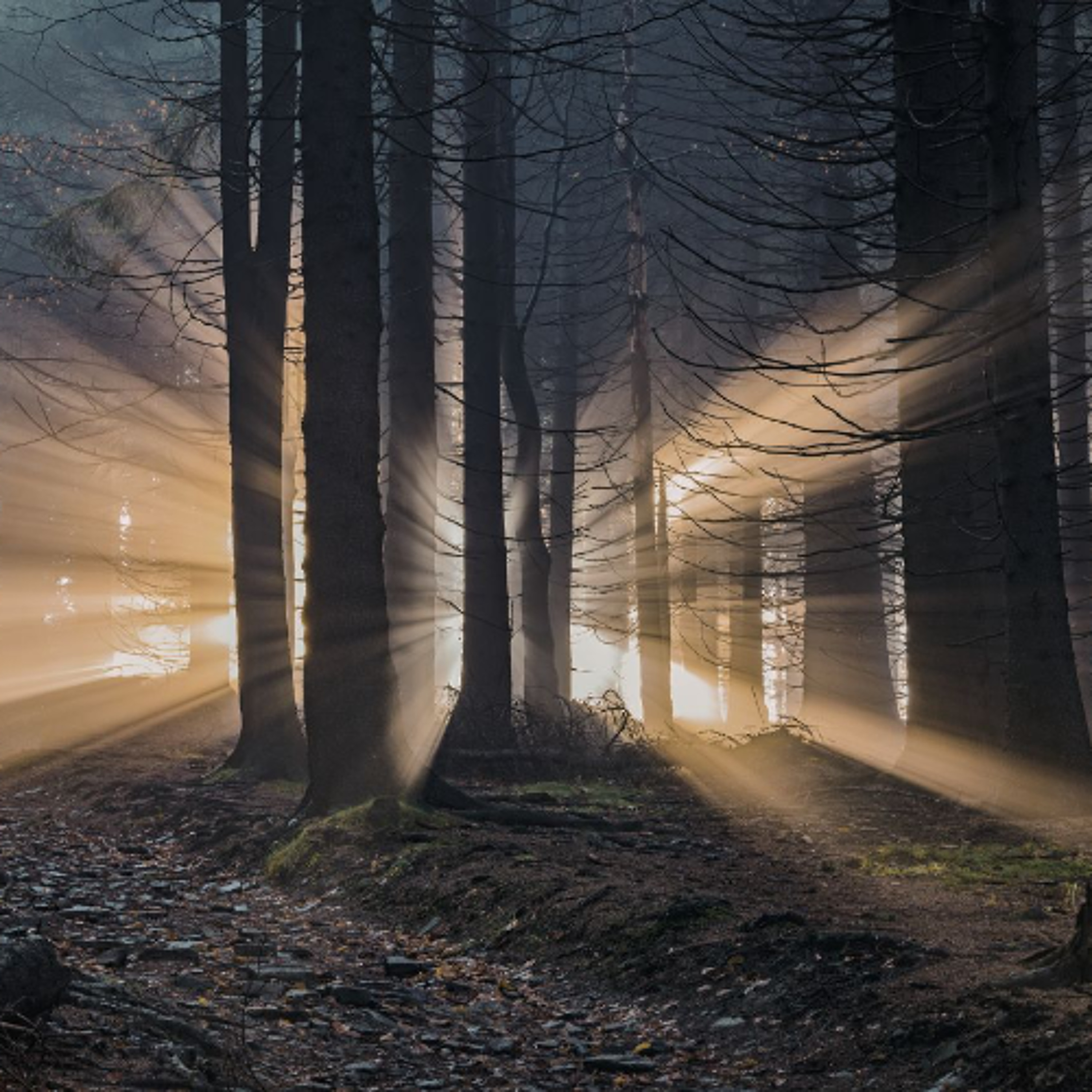 Best of Awake in the World: The World is its Own Mantra