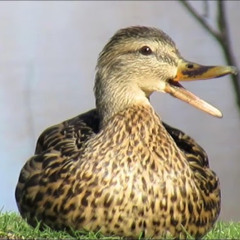 Waddle, My Friend