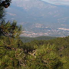 Bosques 1