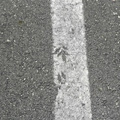 Preguntes Sense Resposta "Question no Answer"