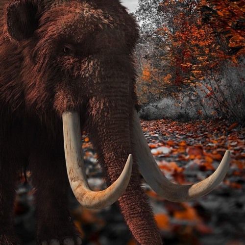 What's right: woolly mammoth to return?