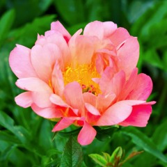 DAN EDWARDS FLOWERS MIX.MP3