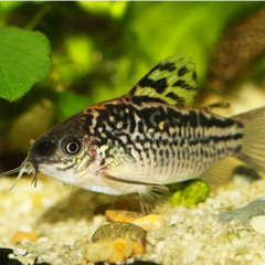 albino cory catfish eggs