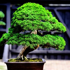FAB - BONZAI