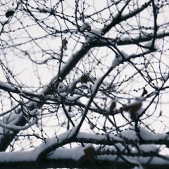 snow