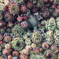 DECORATE - 12.29.2025 PM III