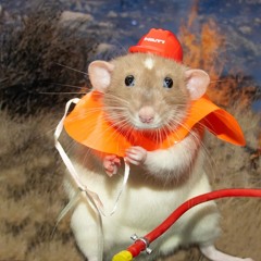 Rat Fire Safety Training Mix