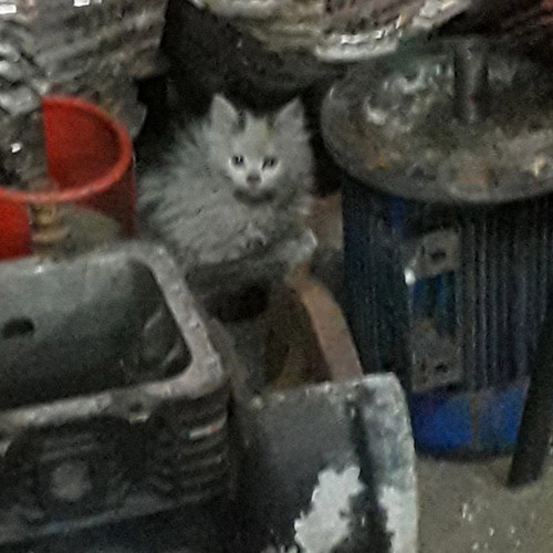 Ektomorf - Bullet In Your Head