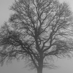 November Dark