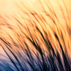 I'm In Delaware- Roxana