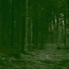 Wandering The Woods