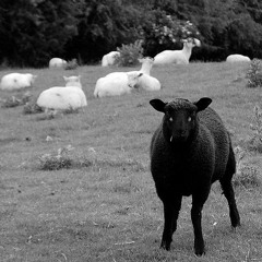 Black Sheep