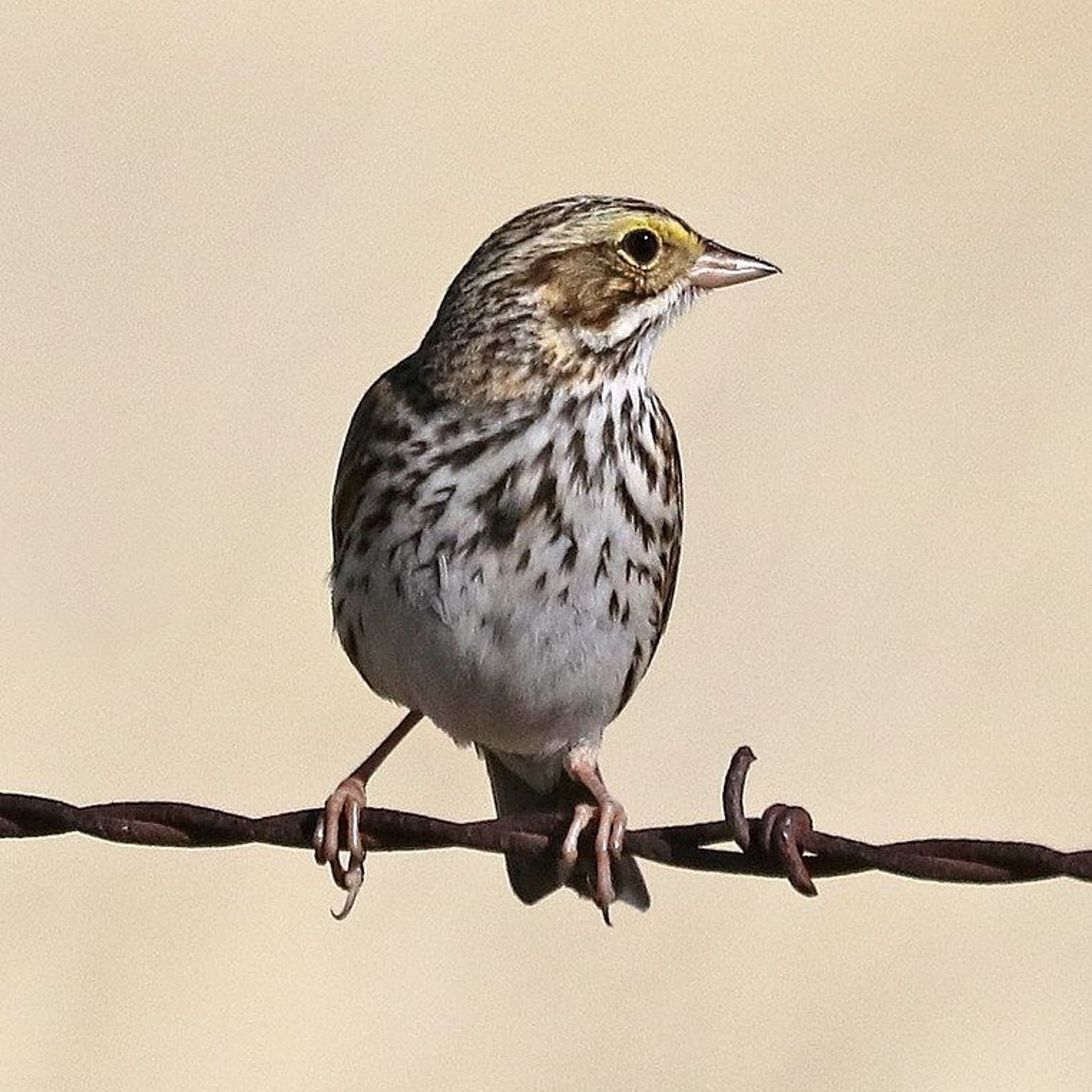 Northwest Soundscapes