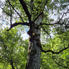 Wholebody Sensing Focusing Attunement