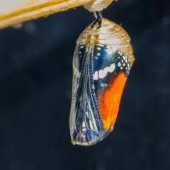 Breaking Out Of My Cocoon