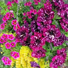 Tumbling Toms