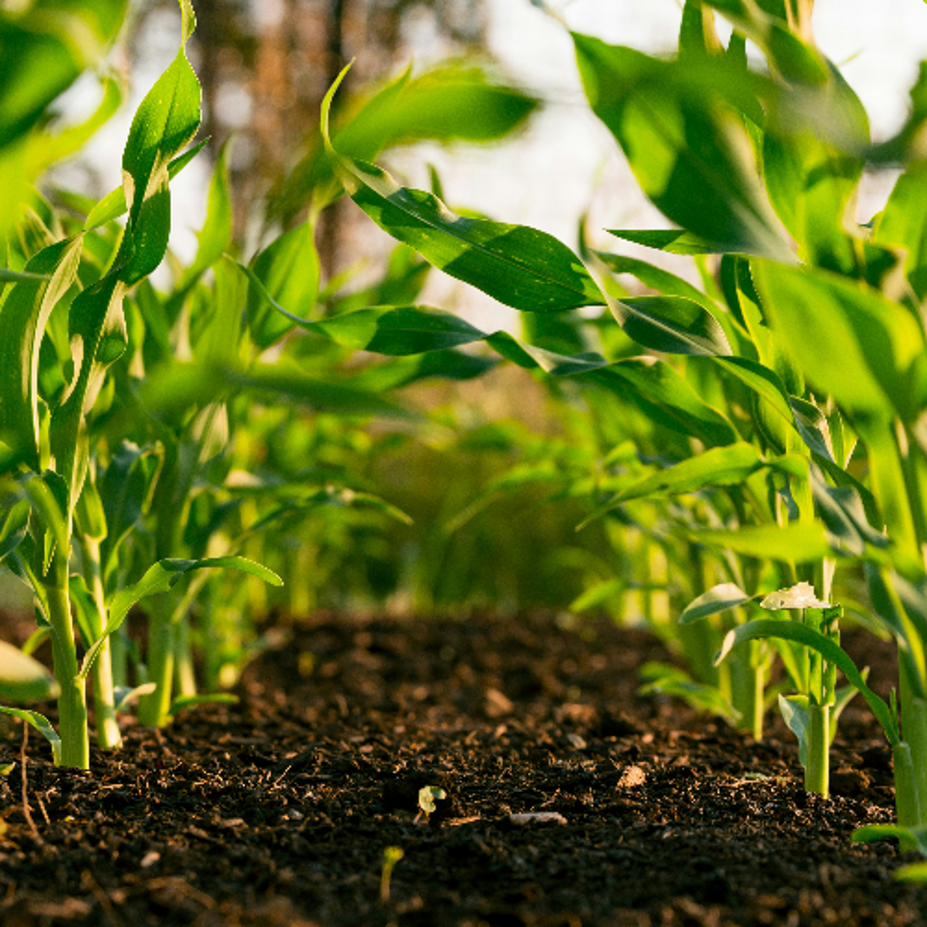 The troubles facing food suppliers