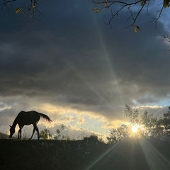 Chronic Sunshine cover