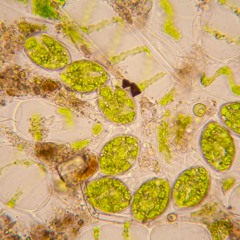 O Céu a Subir, o Chão a Cair