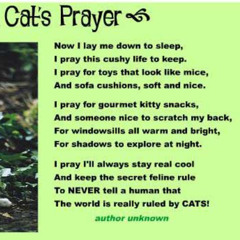 My favourite cat