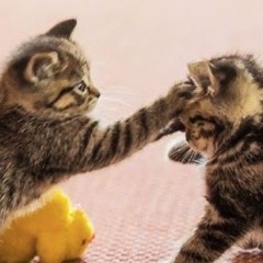 Respect Kitty