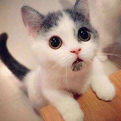 meow